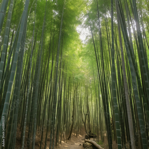 Thick Bamboo Forest