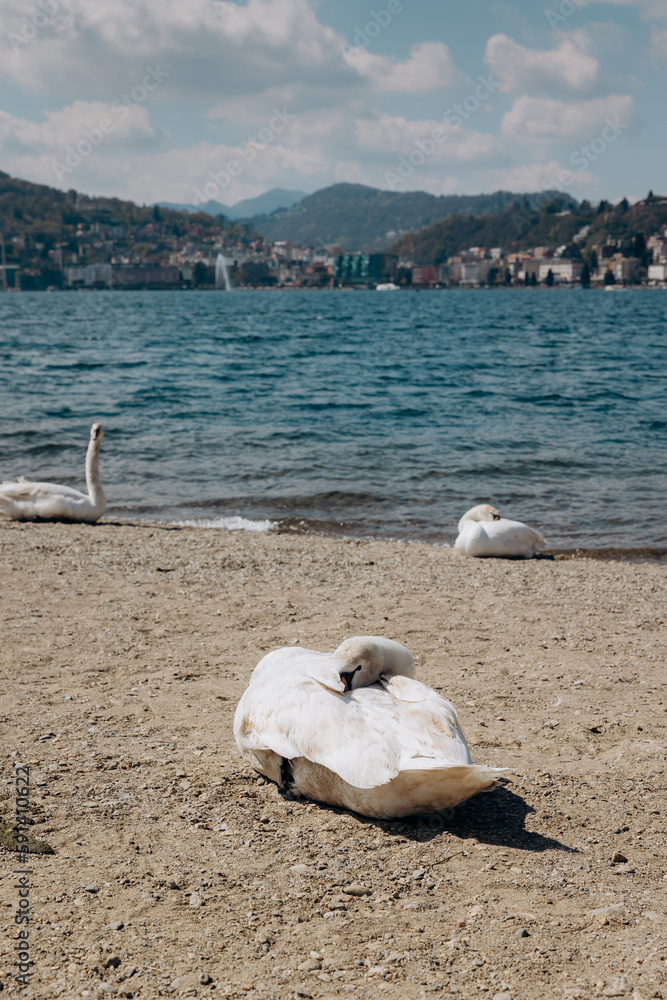 white swan resting on a sandy beach, swan on lake white swan resting on a sandy beach, swan on lake