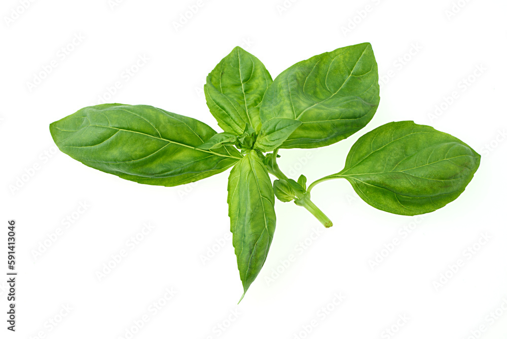 　ハーブ　白バック