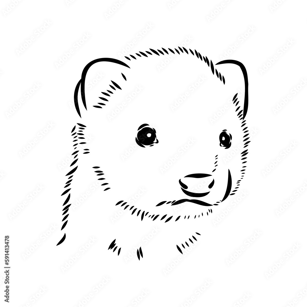 Drawing of ferret, vector illustration isolated on white. mink animal, vector sketch illustration Drawing of ferret, vector illustration isolated on white. mink animal, vector sketch illustration