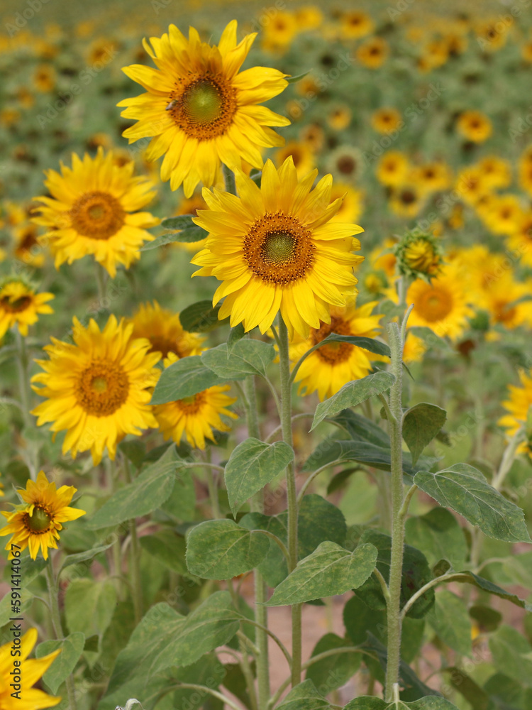 Small sunflowers in the field in the sun, in the summer