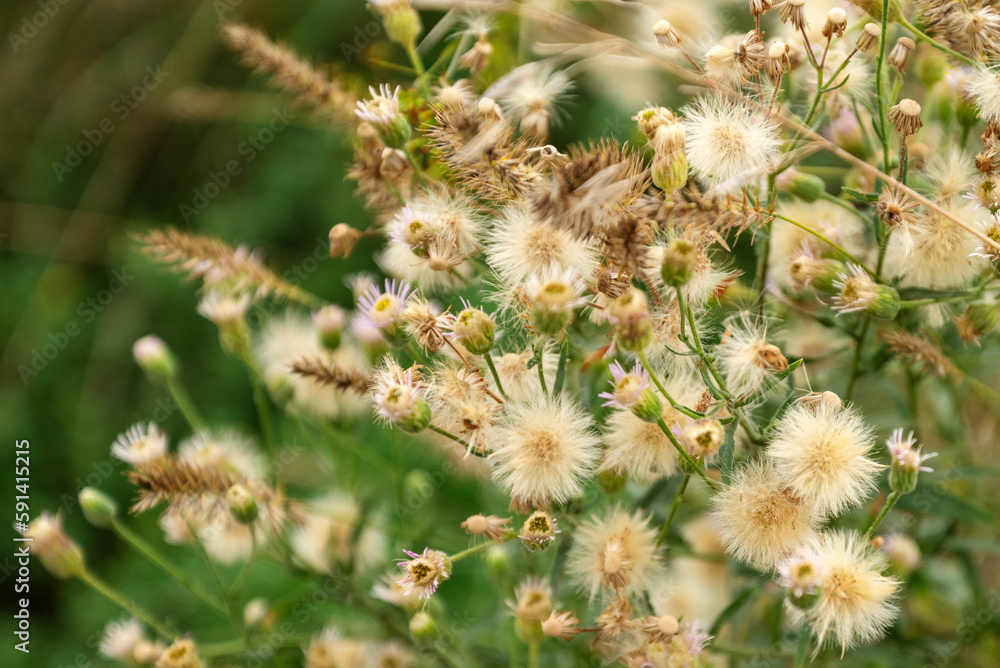 Bunch of fluffy thistle flowers in august field Bunch of fluffy thistle flowers in august field