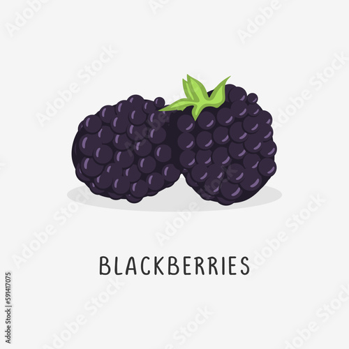 blackberries vector flat illustration, isolated on white background