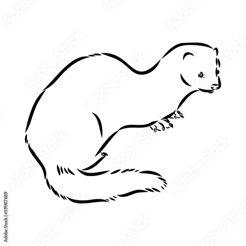 Drawing of ferret, vector illustration isolated on white. mink animal, vector sketch illustration