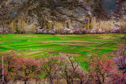 landscape with pink spring trees and blossom flowers and colorful fore ground and snow mountains in background   photo