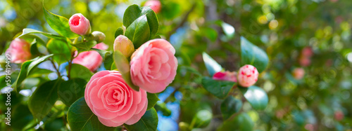 Photography Japanese Camellia flowers, Camelia Japonica in the springtime garden with nice b