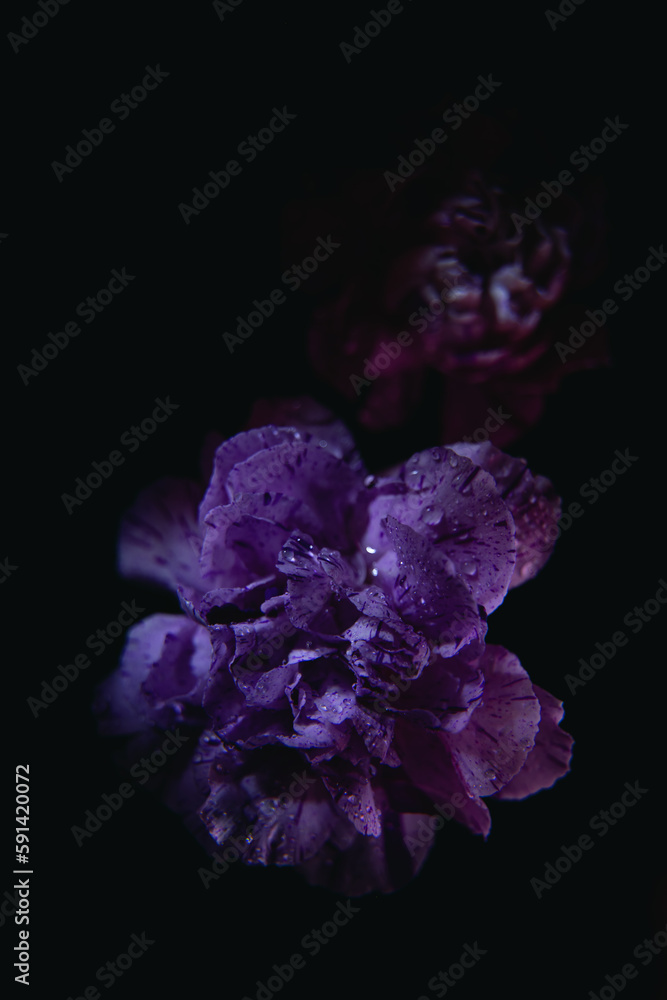Obraz premium Purple carnation on the black background. Botanical background with carnations.