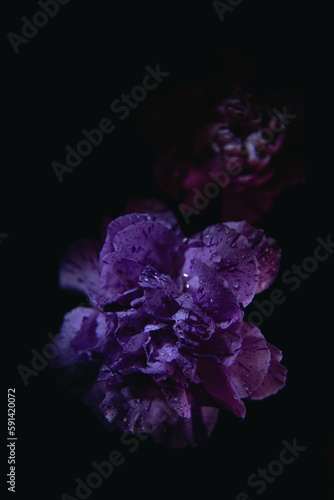 Purple carnation on the black background. Botanical background with carnations.