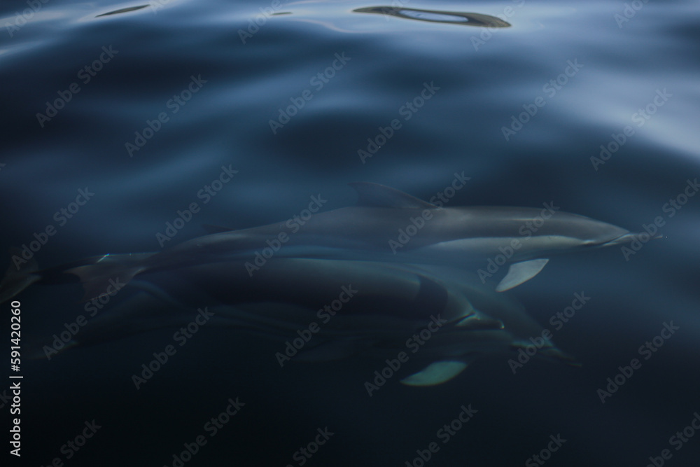 Obraz premium Dolphin under water