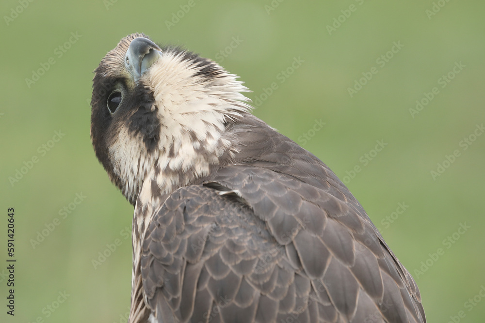 Portrait of a Peregrine Falcon looking up
Portrait of a Peregrine Falcon looking up