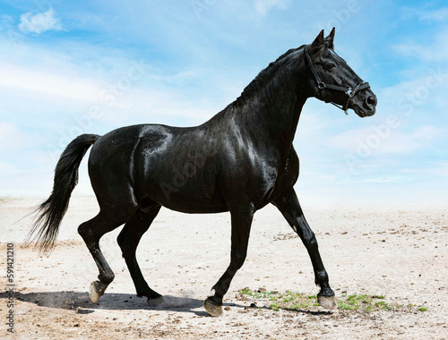 black stallion in nature © cynoclub