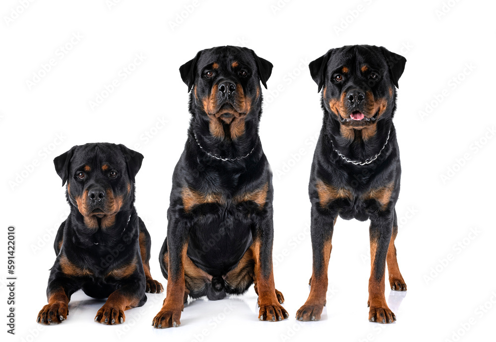 rottweilers in studio