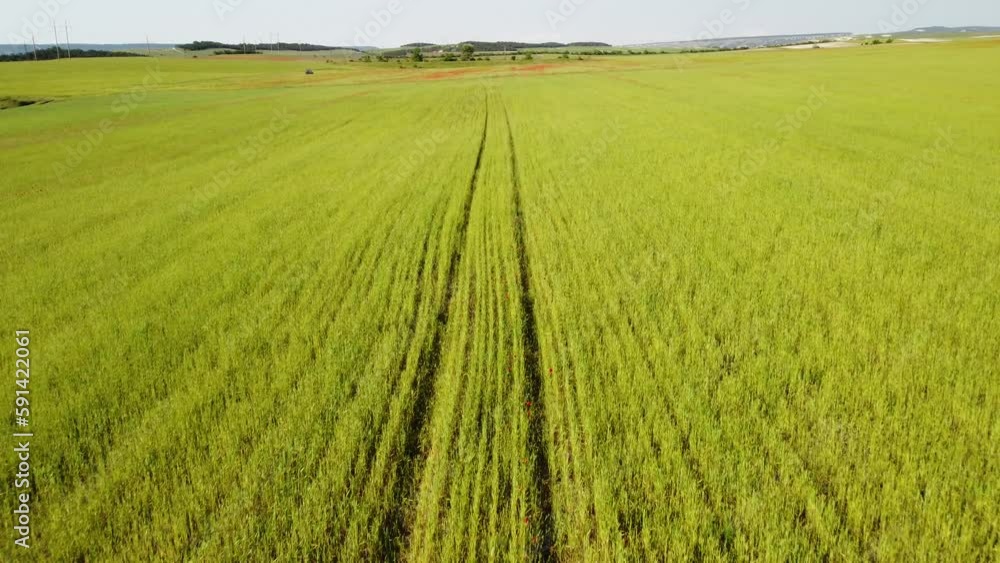 Aerial view on green wheat field in countryside. Field of wheat blowing in the wind like green sea. Young and green Spikelets. Ears of barley crop in nature. Agronomy, industry and food production. Aerial view on green wheat field in countryside. Field of wheat blowing in the wind like green sea. Young and green Spikelets. Ears of barley crop in nature. Agronomy, industry and food production.