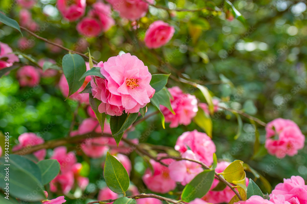 Japanese Camellia flowers, Camelia Japonica in the springtime garden with nice bokeh background Japanese Camellia flowers, Camelia Japonica in the springtime garden with nice bokeh background
