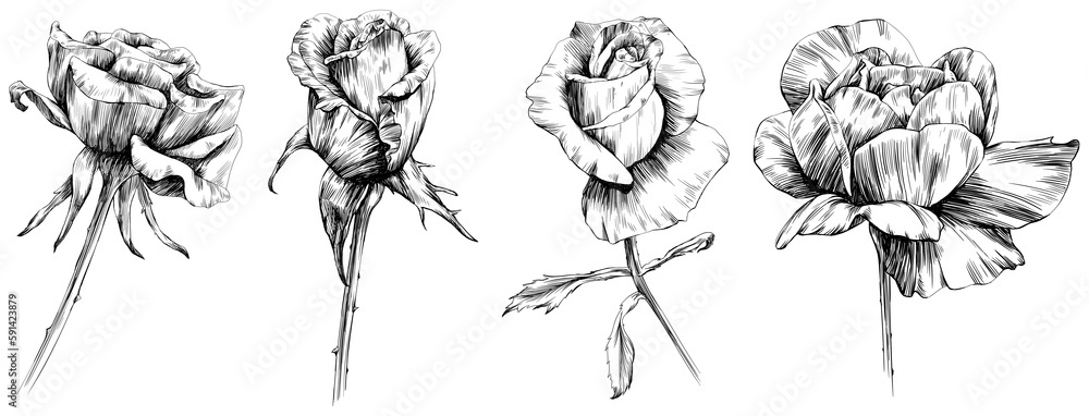 Rose flowers isolated on white. Hand drawn vintage illustration.
