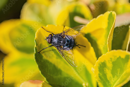 fly on yellow flower © Grey Zone