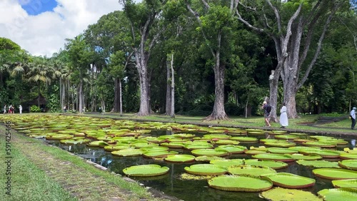 Sir Seewoosagur Ramgoolam Botanical Garden, pond with Victoria Amazonica Giant Water Lilies, Mauritius photo