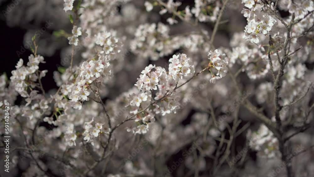 夜桜のクローズアップ 夜桜のクローズアップ