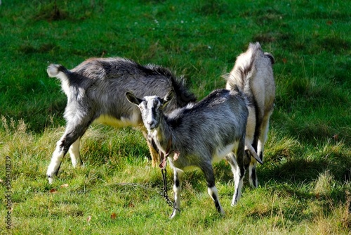 Three grey goats standing on green meadow