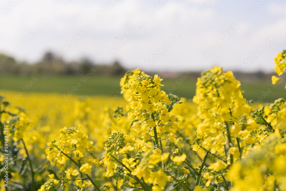 rapeseed field, blooming canola flowers closeup,  (Brassica napus) blooming yellow
