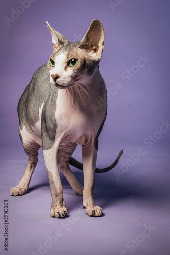 Vertical shot of a Sphynx cat looking on the side against the purple background