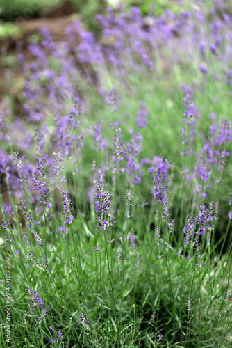 Provence - lavender field