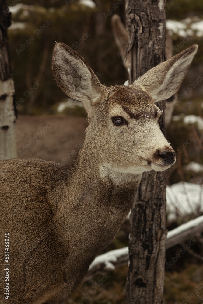 Vertical closeup shot of the head of a Mule deer against the isolated background