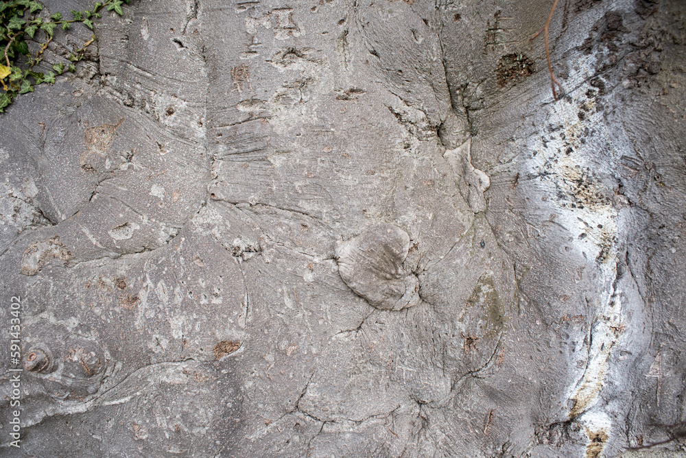 Fototapeta premium texture creata dalla corteccia di un grande albero
