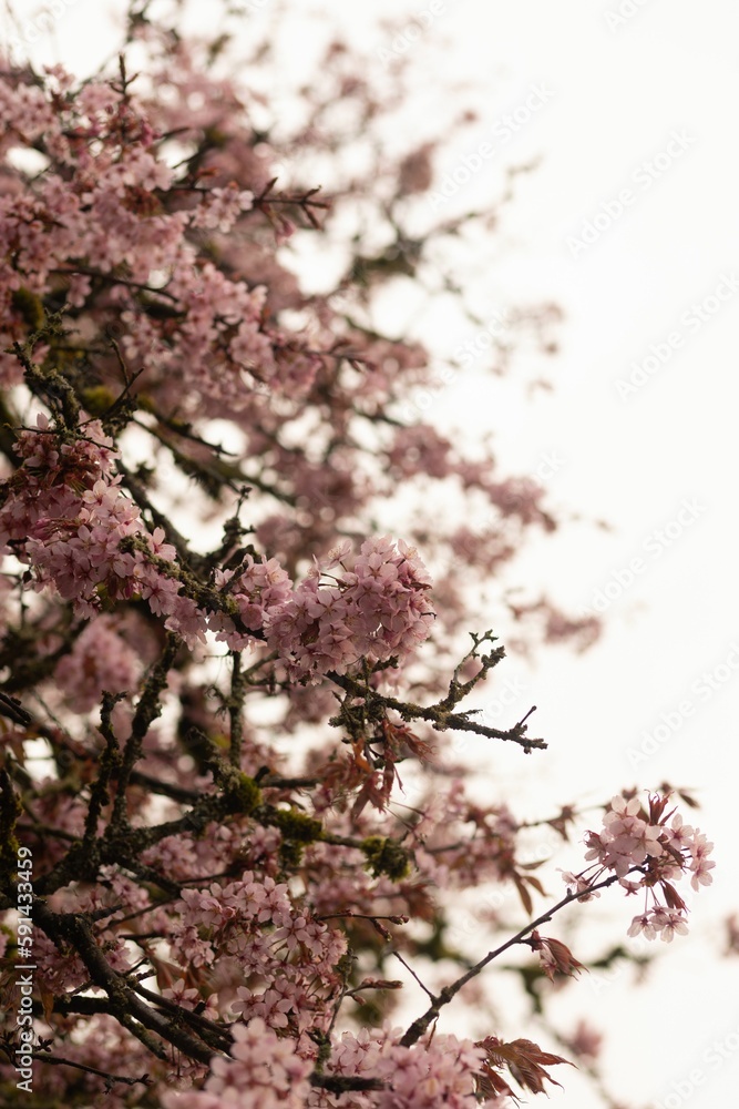 Obraz premium Vertical shot of cherry blossom flowers on tree branch