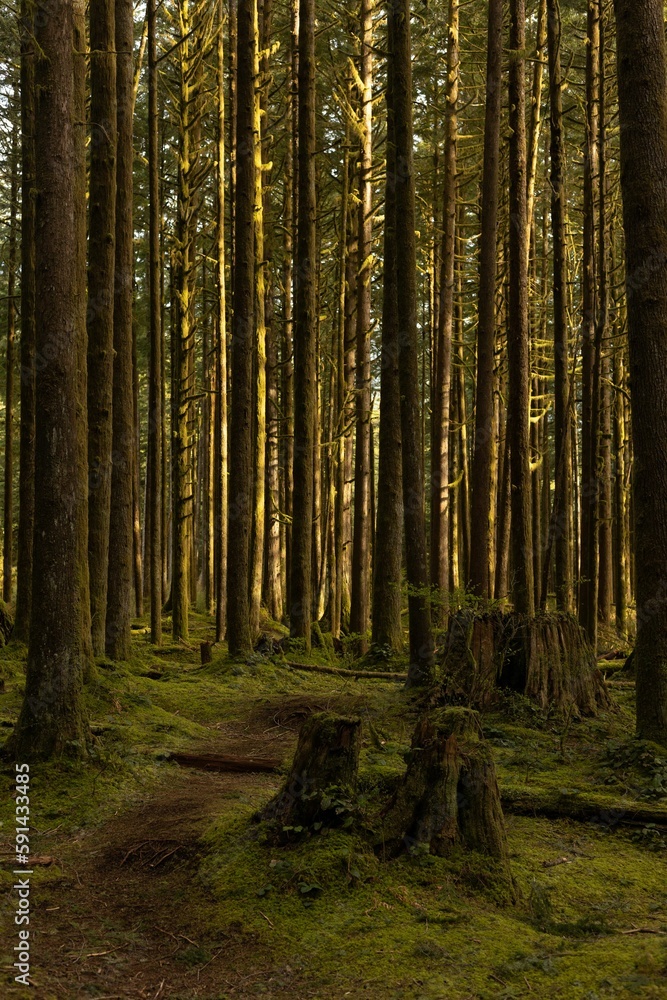 Vertical shot of a path through tall mossy pine forest