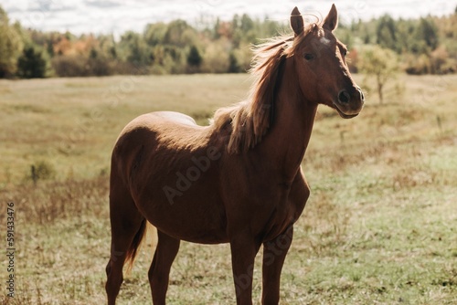 Beautiful brown Arabian horse standing in the field on a sunny day