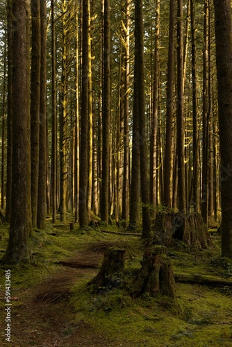 Vertical shot of a path through tall mossy pine forest © Rachelmcgrath/Wirestock Creators