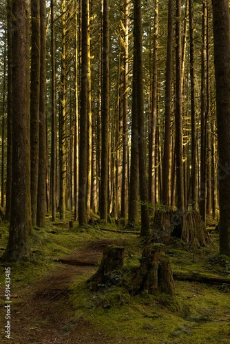 Vertical shot of a path through tall mossy pine forest