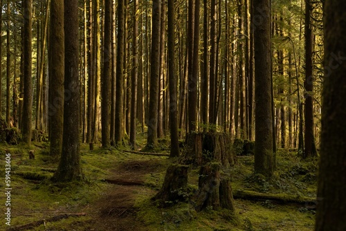 Valokuvatapetti Scenic view of a path through tall mossy pine forest