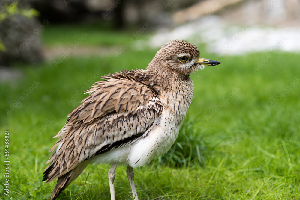 un bel occhione comune su un prato di montagna, un uccello molto bello in primo piano un bel occhione comune su un prato di montagna, un uccello molto bello in primo piano