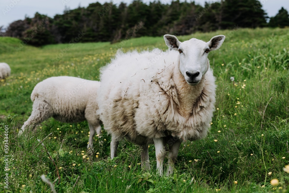 Closeup shot of whte sheeps in the green field. Closeup shot of whte sheeps in the green field.