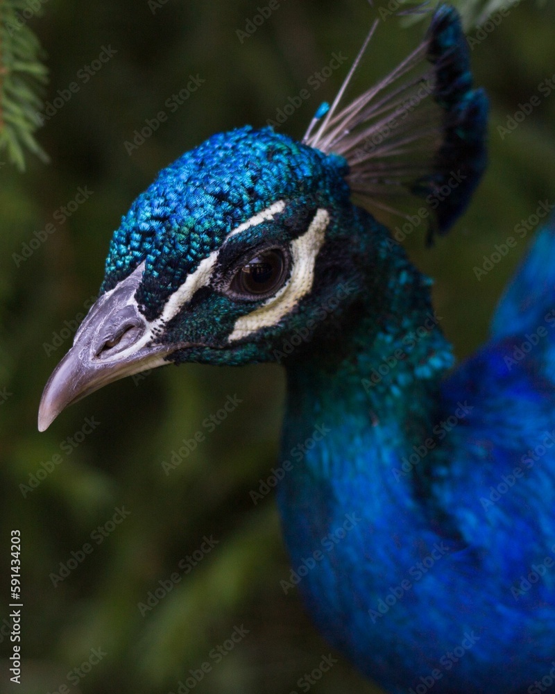 Beautiful closeup of an Indian peafowl in the garden Beautiful closeup of an Indian peafowl in the garden