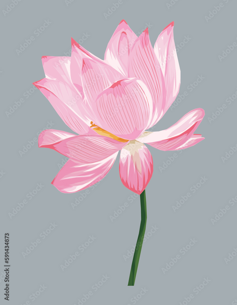 Pink lotus flower on a gray background. Vector illustration.