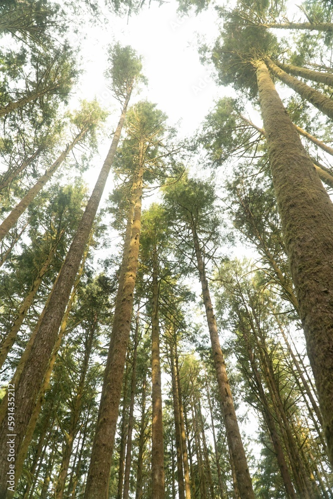 Fototapeta premium trees reaching for the sky as if they were flying over them
