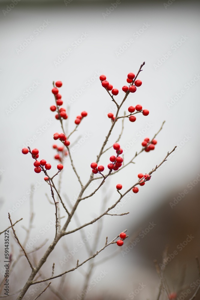 a small berry - topped tree with red berries and branches a small berry - topped tree with red berries and branches