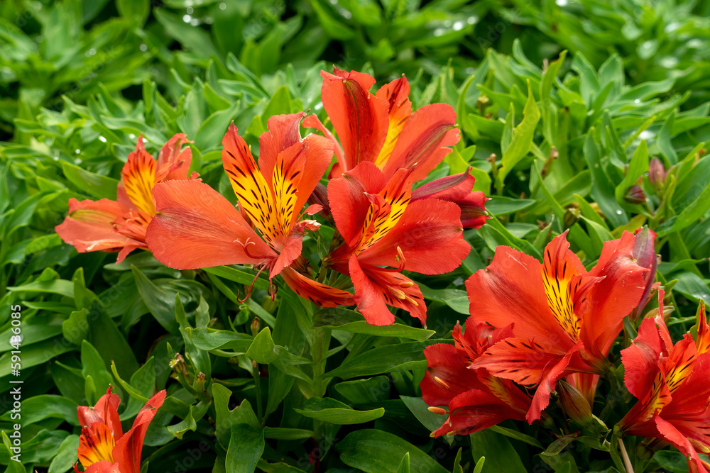 Red and yellow flowers of a Peruvian lily (alstroemeria) with green leafy background Red and yellow flowers of a Peruvian lily (alstroemeria) with green leafy background