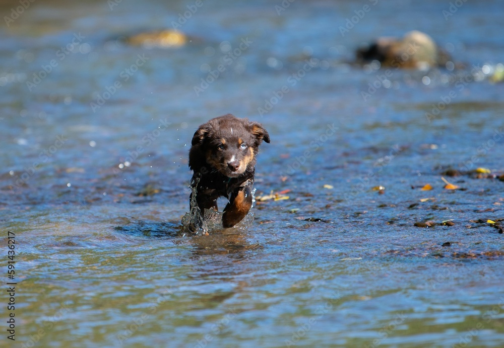 Black small puppy running in the water
