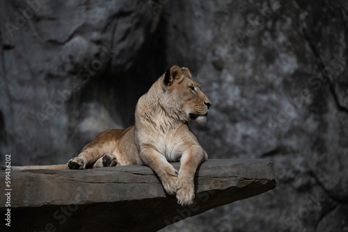 Barbary lion  Panthera leo leo  resting on a wooden structure looking aside