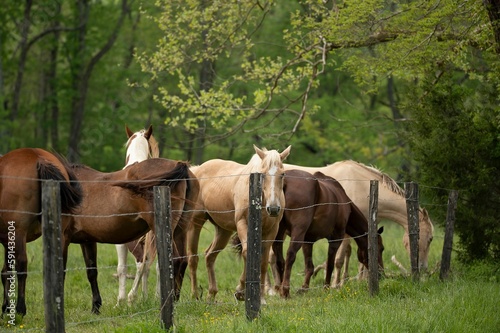 Beautiful view of horses behind a fence in a farm surrounded by evergreen trees © Tommyts/Wirestock Creators