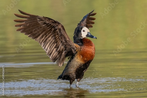 Close-up of a white-faced whistling duck (Dendrocygna viduata) duck landing in a lake