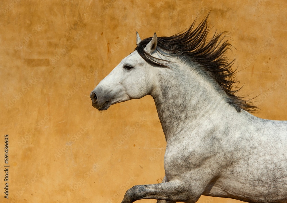 Fototapeta premium Close-up of a white Andalusian Spanish Pura Raza Espanola horse running against a yellow background