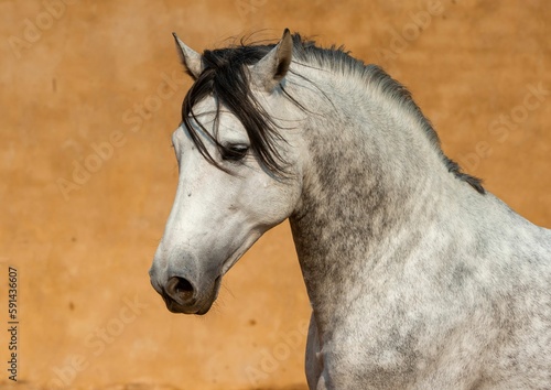 Close-up of a white Andalusian Spanish Pura Raza Espanola horse running against a yellow background