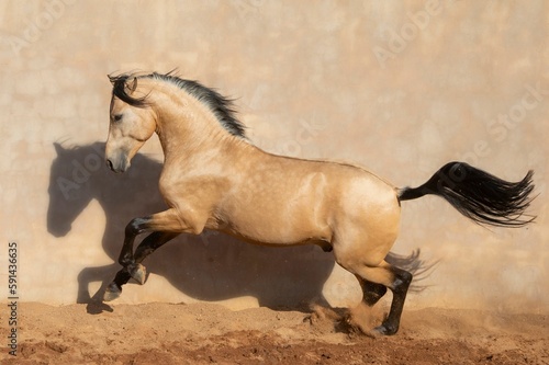 Brown Andalusian Spanish Pura Raza Espanola horse running against a beige background