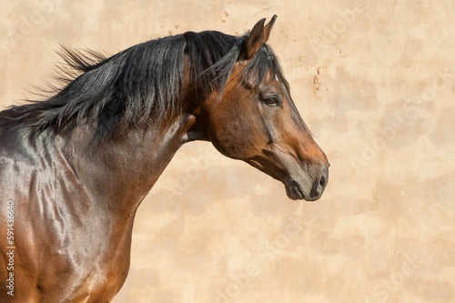 Close-up Czech Warmblood horse in sunlight on a gray background