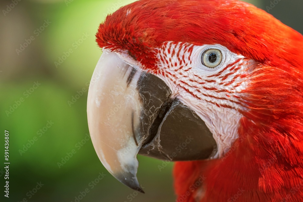 Fototapeta premium Red ara parrot in blurred background